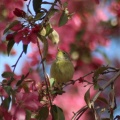 kinglet bird in the apple flower blossoms 010
