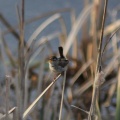 marsh wren bird 1703