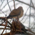 mouring dove bird 027