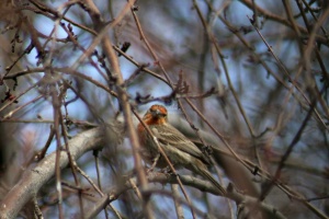 orange finch bird 004