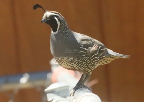quail bird T38A9004