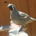 quail bird T38A9004