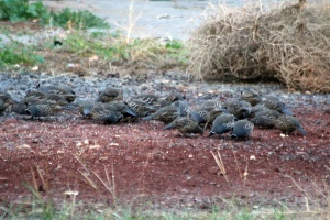 quail birds 002