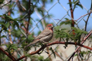 red finch bird 038