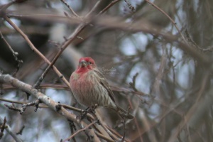 red house sparrow bird 004