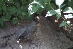 robin bird 037