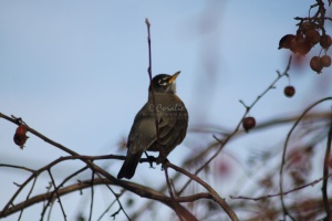robin bird 065