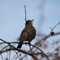robin bird 065