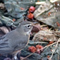 robin bird 106