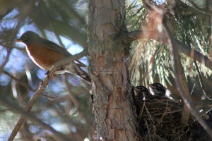 robin bird and flegelings begging for food 087