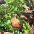 robin bird at the pond 016