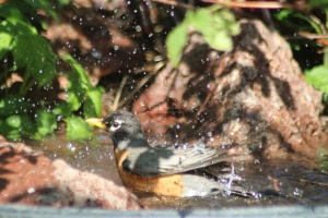 robin bird at the pond taking bath 066