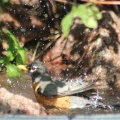 robin bird at the pond taking bath 066