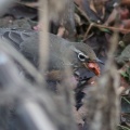 robin bird eating 063