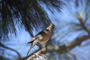 robin bird in blue 207