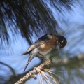 robin bird in blue 220