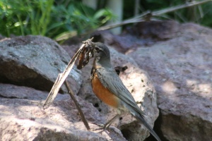 robin bird nesting material 014