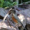 robin bird nesting material 014