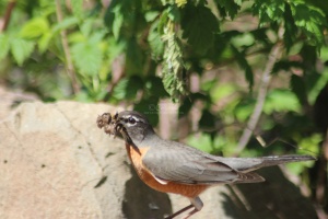 robin bird with nesting material 148