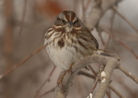 song sparrow bird T38A5395