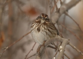 song sparrow bird T38A5399