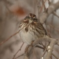 song sparrow bird T38A5399