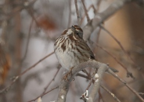 song sparrow bird T38A5406