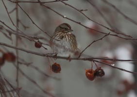 song sparrow bird T38A5467