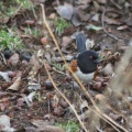spotted towhee bird 291