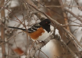 spotted towhee bird T38A5356