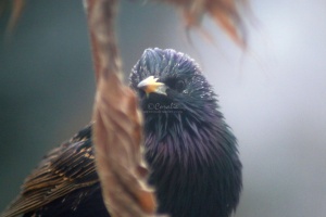 starling bird 017