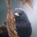 starling bird 017