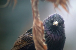 starling bird 022