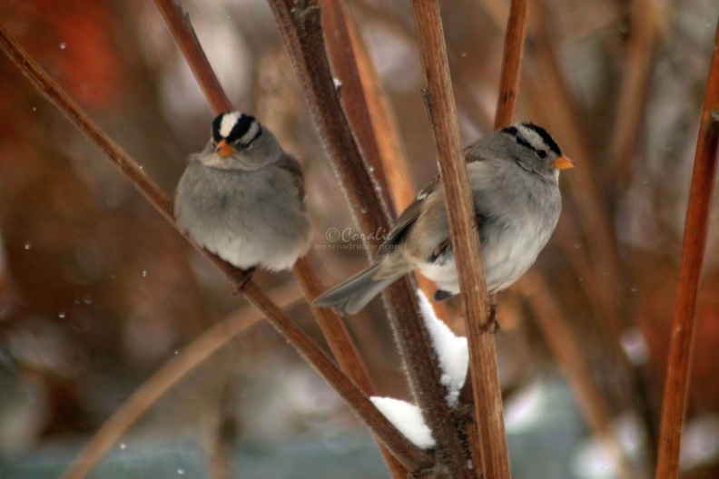 white_crowned_sparrow_adult_birds_015.jpg
