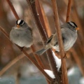 white crowned sparrow adult birds 015