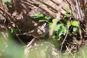 white crowned sparrow bird 060