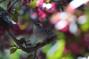 white crowned sparrow bird 198