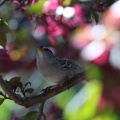 white crowned sparrow bird 198
