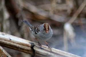 white crowned sparrow flegeling bird 661