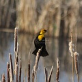 yellow headed black bird 2108