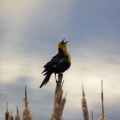 yellow headed black bird 3126