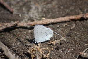 Blue Butterflies 961