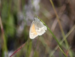 Butterfly 036