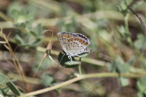 Butterfly 1058