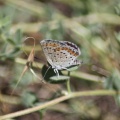 Butterfly 1058