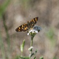 Butterfly 106