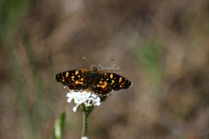 Butterfly 118
