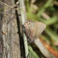 Butterfly 309