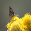 Common_Wood-nymph_butterfly_2984.jpg
