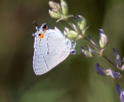Gray Hairstreak Butterfly Strymon melinus 1917